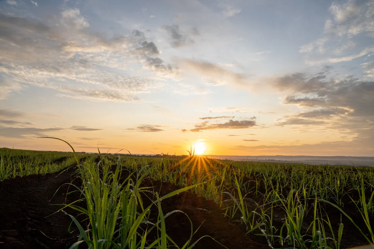Plantação de cana-de-açúcar iluminada pelo sol próximo ao horizonte.